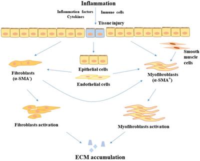 Intestinal Fibrosis in Inflammatory Bowel Disease and the Prospects of Mesenchymal Stem Cell Therapy